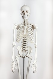 Skelett